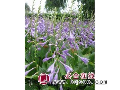 紫花玉簪苗 鞍山宿根花卉基地 东北耐寒花卉 梅琳花圃基地图1