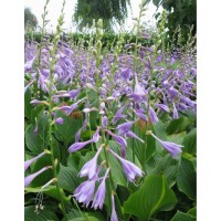 紫花玉簪苗 鞍山宿根花卉基地 东北耐寒花卉 梅琳花圃基地