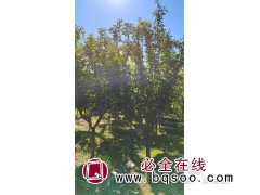 求购：早樱，地径10公分的，树形饱满，分枝均匀，142棵图1