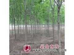 大量求购：5公分速生白蜡，4.5公分起步，裸根2.6米定杆图1
