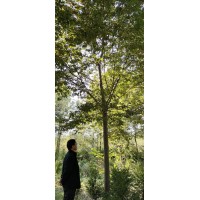 榉树 10-30公分 临沂榉树绿化树 山东榉树 亿森园林苗木