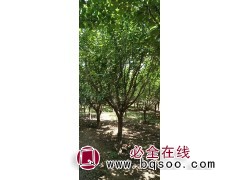 樱花树 公园观赏城市街道风景樱花树 花期4月 山东樱花价格 临沂亿森园林图1