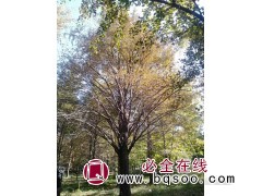 银杏 园林绿化庭院观赏银杏树 植株健壮 各种规格银杏树 银杏行道树 亿森园林图1
