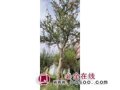 石榴树 基地种植观赏庭院绿化果树苗 树形优美 山东亿森园林绿化 石榴大树价格图1