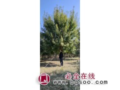 五角枫 大小规格五角枫 园林街道绿化枫树 城市景观树 亿森图1