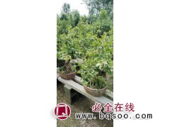 银杏盆景 精品银杏树桩 山东银杏盆景价格 亿森园林绿化 景观图1