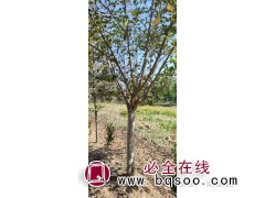 树形优美 樱花树 园林观赏苗木 现起现发 山东樱花 亿森园林图1