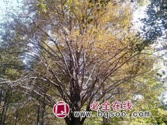 银杏树