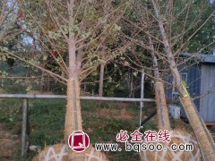 银杏树