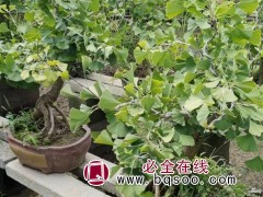 银杏盆景