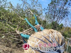 丛生朴树