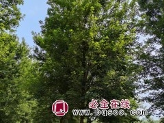红点红枫