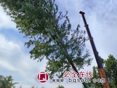 美国红枫