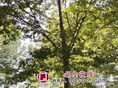榉树