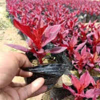 生产基地 红叶鸡冠花 颜色漂亮 好养活 鸡冠花采购 欢迎咨询 西安花卉