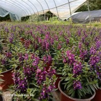 香彩雀种植基地 香彩雀小苗 时令花卉 农户直供 西安花卉基地