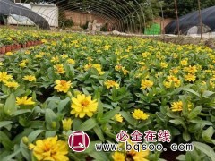 百日草