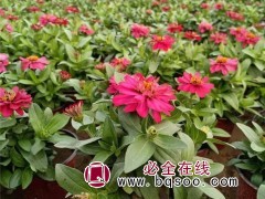 百日草