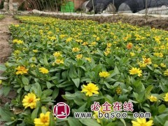 百日草