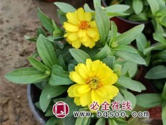 百日草
