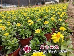 百日草
