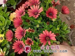 南非万寿菊