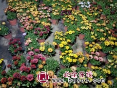 南非万寿菊