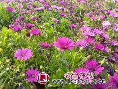 南非万寿菊