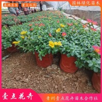 太阳花盆栽小苗种植基地 壹点花卉 大花马齿苋培育 青州花卉基地