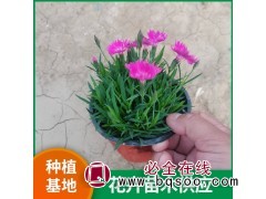 欧石竹 园林绿化用耐寒杯苗 观赏效果好 豪泽花卉 青州花卉图1