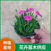 八宝景天 多年生肉质草本植物 粗壮而直立 豪泽花卉 青州花卉基地