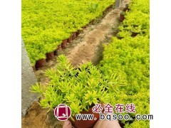 黄金条 金叶佛甲草 叶片金黄色 新皓花卉培育 青州花卉基地图1