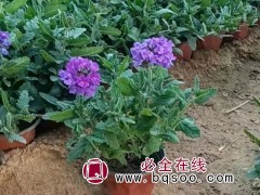 美女樱