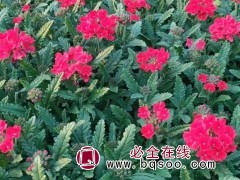美女樱