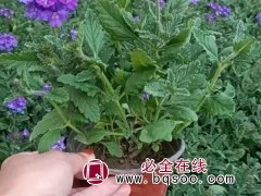 美女樱