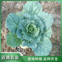 羽衣甘蓝 租摆盆栽 百博花卉 根系发达 景观用苗 好养易活 青州花卉