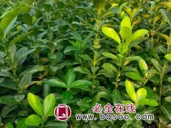 大叶黄杨
