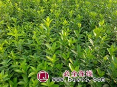 大叶黄杨