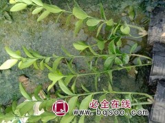 大叶黄杨