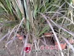 紫叶狼尾草