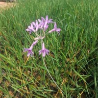 紫娇花 紫娇花长什么样？青州花卉基地 紫娇花小苗销售价格 山东苗木