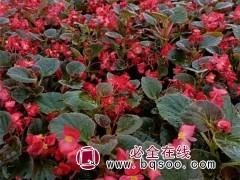 四季海棠