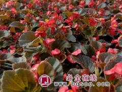 四季海棠