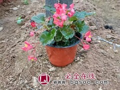 四季海棠