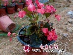 四季海棠