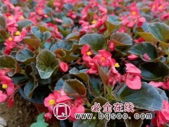 四季海棠