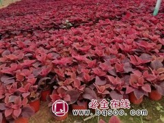 彩叶草