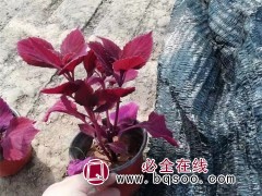 彩叶草