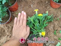 孔雀草