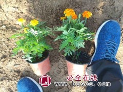 孔雀草